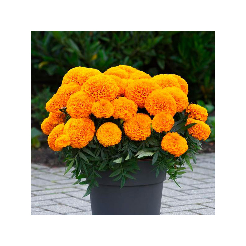 Maceta Robe Marigold 1000 Semillas Tagetes erecta Marvel II Orange DTL, Flor ...