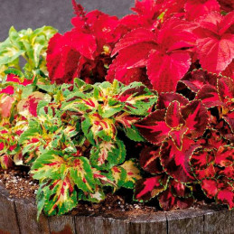  Coleo 1000 Semillas Coleus x hybridus Rainbow Masterblend Mix PLT, Maceta, Sakata Ball Seed 68.644068 Coleo 1000 Semillas Coleu