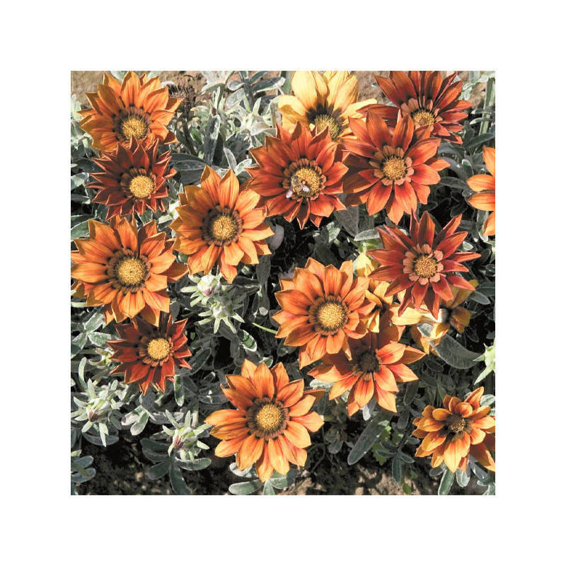 Gazania 1000 Semillas rigens Talen Red Shade, Flor, Maceta, Benary 114.40678 Gazania 1000 Semillas rigens Talen Red Shade, Flor Gazania 1000 Semillas rigens Talen Red Shade, Flor, Maceta, Benary 114.40678 Gazania 1000 Semillas rigens Talen Red Shade, Flor