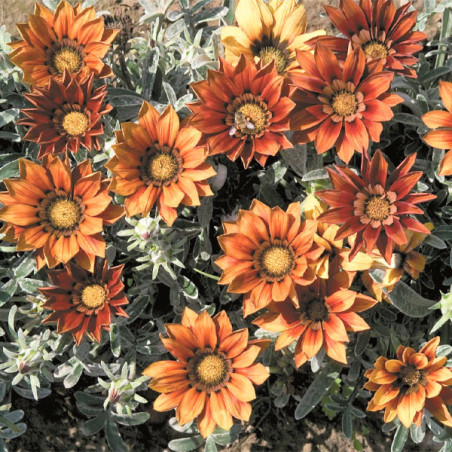  Gazania 1000 Semillas rigens Talen Red Shade, Flor, Maceta, Benary 114.40678 Gazania 1000 Semillas rigens Talen Red Shade, Flor