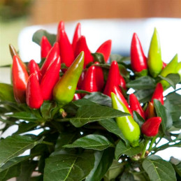 Aji Ornamental 100 Semillas Capsicum annuum Salsa XP Red, Flor, Maceta, Panamerican Ball Seed