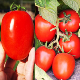  Tomate Galilea 5000semillas, Semillas de tomate hibrido siembras todo el año, Hazera 1294.915254 Tomate Galilea 5000semillas, S