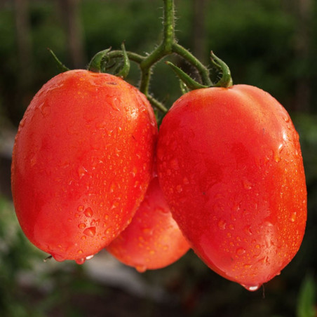  Tomate Ktya 5000semillas, Semillas de tomate hibrido siembras todo el año, Hazera 1832 Tomate Ktya 5000semillas, Semillas de to