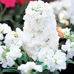 Alheli 1000 Semillas Matthiola incana Harmony White, Flor, Maceta, Panamerican Ball Seed