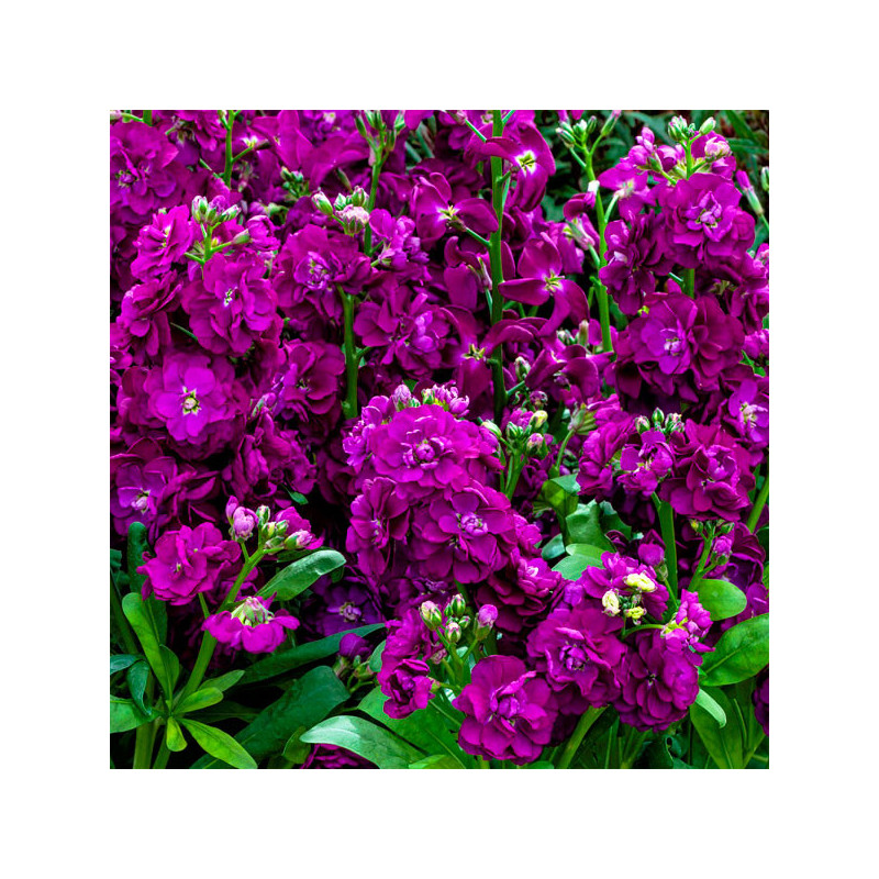  Alheli 1000 Semillas Matthiola incana Mime Blue, Flor, Maceta, Sakata Ball Seed 74.576271 Alheli 1000 Semillas Matthiola incana