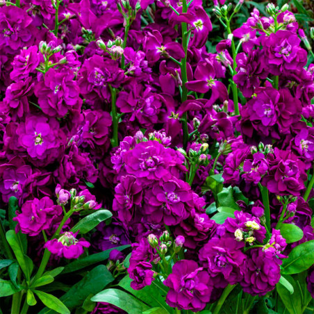  Alheli 1000 Semillas Matthiola incana Mime Blue, Flor, Maceta, Sakata Ball Seed 74.576271 Alheli 1000 Semillas Matthiola incana