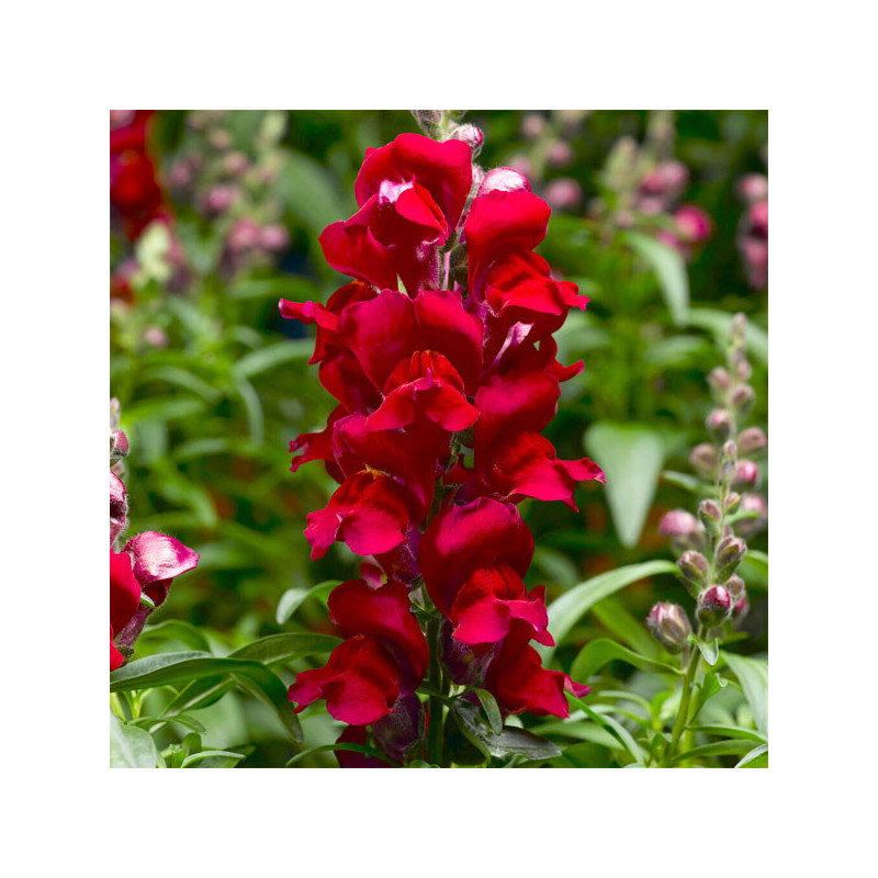  Dogo 1000 Semillas Antirrhinum majus Snaptastic Red PLT, Flor, Maceta, Syngenta Ball Seed 68.644068 Dogo 1000 Semillas Antirrhi