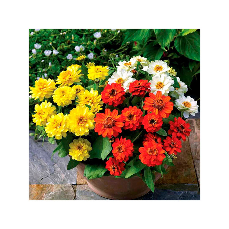 Zinnia 1000 Semillas hybrida-Marylandica Profusion Double Mix Sunrise, Flor, Maceta, Sakata Ball Seed 340.677966 Zinnia 1000 Se Zinnia 1000 Semillas hybrida-Marylandica Profusion Double Mix Sunrise, Flor, Maceta, Sakata Ball Seed 340.677966 Zinnia 1000 Se