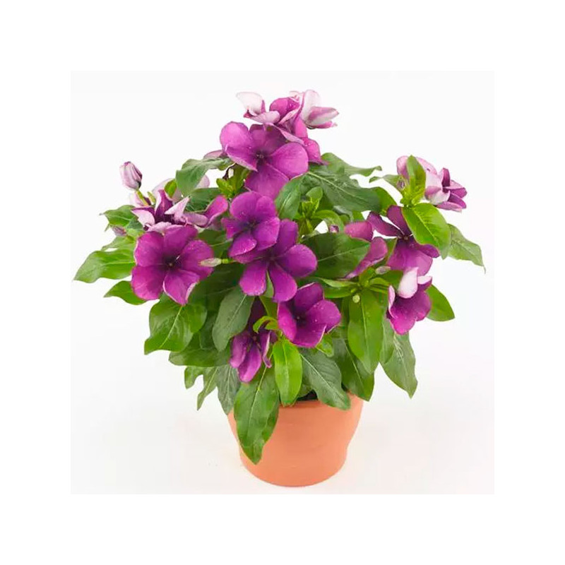 Maceta Robe Vinca 500 Semillas Catharanthus roseus Tattoo Blueberry, Flor, Maceta ...