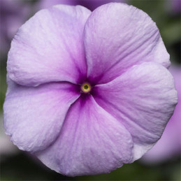 Vinca 1000 Semillas Catharanthus roseus Sunstorm Purple, Flor, Maceta, Syngenta