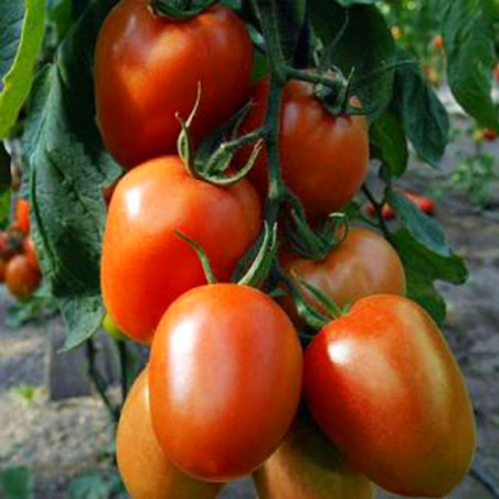  Tomate Aguamiel 1000 semillas, Semilla de tomate indeterminado hibrido F1 (invernadero) (campo abierto)F1, Vilmorin 424.576271 