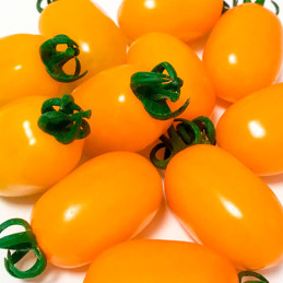 Tomate Santy Yellow 250 Semillas Cherry Tipo Pera Indeterminado, Enza Zaden