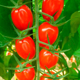 Tomate SantyPlum 250 Semillas Cherry Tipo Pera Indeterminado, Enza Zaden