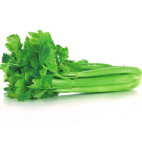  Apio Tall Utha 400gr, Semillas de apio, AGP 49.152542 Apio Tall Utha 400gr, Semillas de apio, AGP
El Apio Tall Utah es una vari