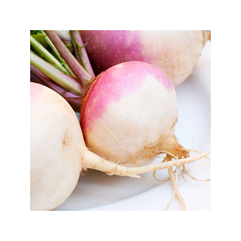  Nabo Cuello Morado 500gr Semillas Variedad, AGP 33.050847 Nabo Cuello Morado 500gr Semillas Variedad, AGP
 HORTAGP0004 1 agp