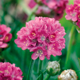 Clavelina de Mar 1000 Semillas Armeria maritima Morning Star Deep Rose Flor Maceta Benary