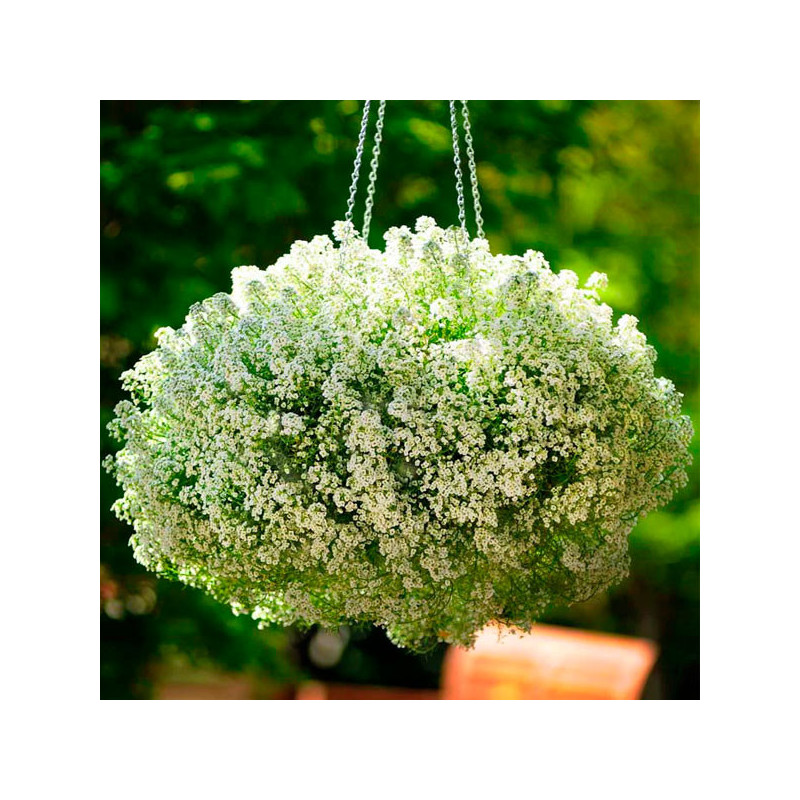 Aliso de Mar 1000 Semillas Lobularia marítima Alyssum Clear Crystal White Flor Colgante Panamerican 59.322034 Aliso de Mar 1000 Aliso de Mar 1000 Semillas Lobularia marítima Alyssum Clear Crystal White Flor Colgante Panamerican 59.322034 Aliso de Mar 1000