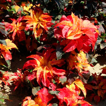  Amaranthus 1000 Semillas gangeticus Carnival Tricolor Flor Maceta Ball Seed 68.644068 Amaranthus 1000 Semillas gangeticus Carni