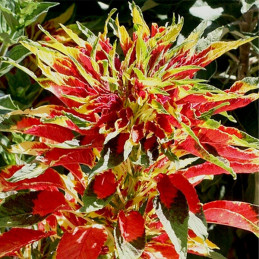  Amaranthus 1000 Semillas gangeticus Carnival Tricolor Flor Maceta Ball Seed 68.644068 Amaranthus 1000 Semillas gangeticus Carni