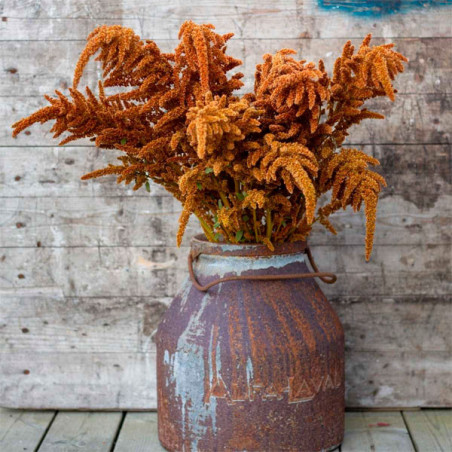  Amarato 1000 Semillas Amaranthus Cruentus Hot Biscuits Flor Corte Takii Ball Seed 57.627119 Amarato 1000 Semillas Amaranthus Cr
