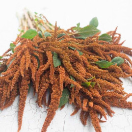  Amarato 1000 Semillas Amaranthus Cruentus Hot Biscuits Flor Corte Takii Ball Seed 57.627119 Amarato 1000 Semillas Amaranthus Cr