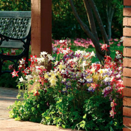  Aquilegia 100 Semillas x hybrida Swan Mix Flor Maceta Panamerican Ball Seed 57.627119 Aquilegia 100 Semillas x hybrida Swan Mix