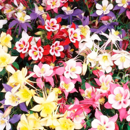  Aquilegia 100 Semillas x hybrida Swan Mix Flor Maceta Panamerican Ball Seed 57.627119 Aquilegia 100 Semillas x hybrida Swan Mix