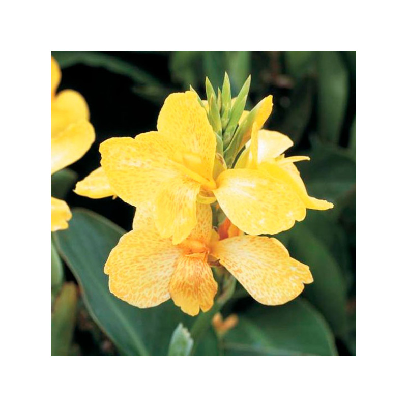 Achira 100 Semillas Canna generalis Tropical Yellow Flor Maceta Ball Seed