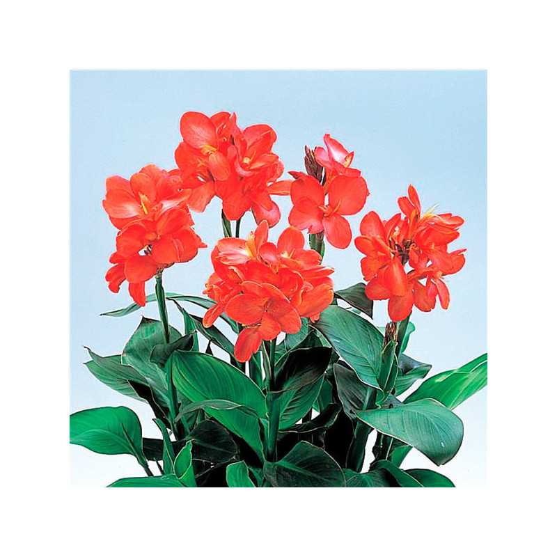  Achira 100 Semillas Canna generalis Tropical salmon Flor Maceta Ball Seed 187.288136 Achira 100 Semillas Canna generalis Tropic
