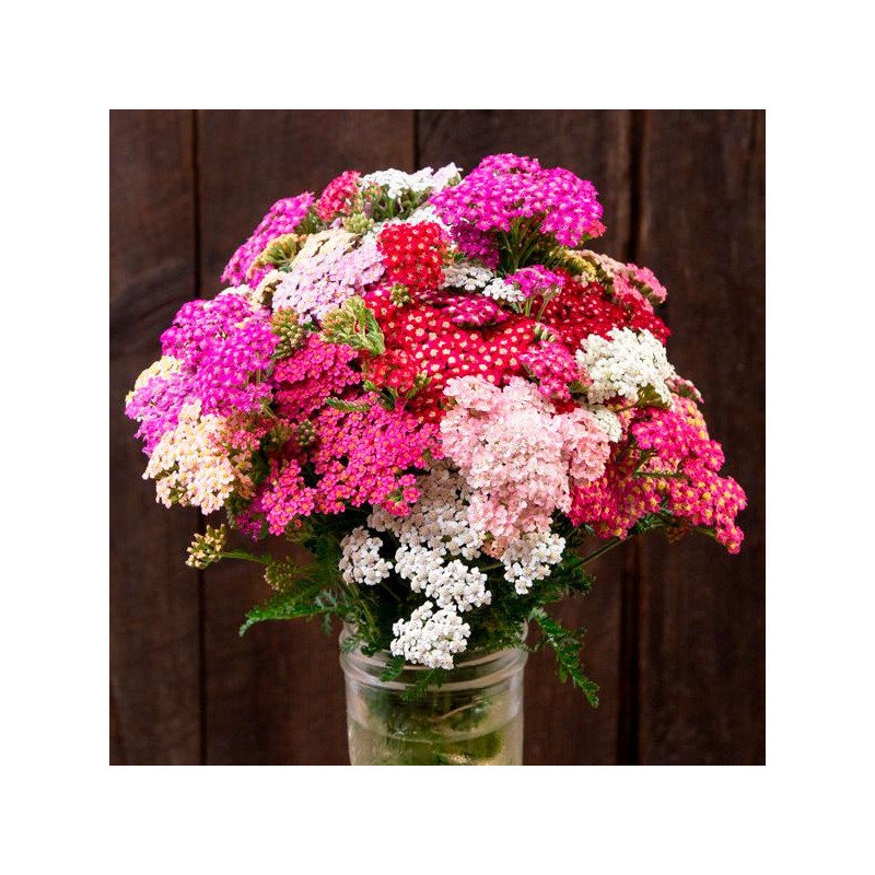  Milenrama 1000 Semillas Achillea Millefolium Summer Berries Flor Corte Ball Seed 108.474576 Milenrama 1000 Semillas Achillea Mi