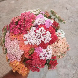  Milenrama 1000 Semillas Achillea Millefolium Summer Berries Flor Corte Ball Seed 108.474576 Milenrama 1000 Semillas Achillea Mi