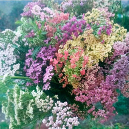  Milenrama 1000 Semillas Achillea Millefolium Summer Berries Flor Corte Ball Seed 108.474576 Milenrama 1000 Semillas Achillea Mi