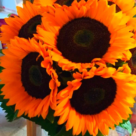  Girasol 1000 Semillas Helianthus annuus x hybrido Soleado Max F1 Flor Corte Grofit 149.152542 Girasol 1000 Semillas Helianthus 