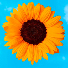  Girasol 1000 Semillas Helianthus annuus x hybrido Soleado Max F1 Flor Corte Grofit 149.152542 Girasol 1000 Semillas Helianthus 