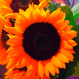  Girasol 1000 Semillas Helianthus annuus x hybrido Soleado Max F1 Flor Corte Grofit 149.152542 Girasol 1000 Semillas Helianthus 
