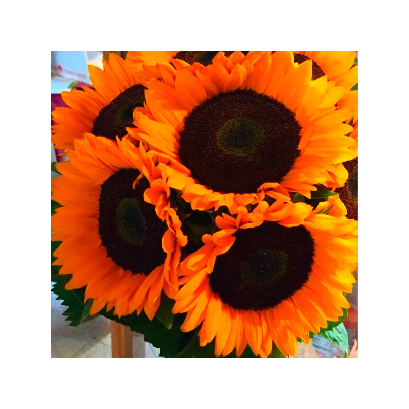 Girasol 10000 Semillas Helianthus annuus x hybrido Soleado Max F1 Flor Corte Grofit 1128.813559 Girasol 10000 Semillas Helianth Girasol 10000 Semillas Helianthus annuus x hybrido Soleado Max F1 Flor Corte Grofit 1128.813559 Girasol 10000 Semillas Helianth