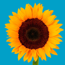  Girasol 5000 Semillas Helianthus annuus x hybrido Rayo de Sol Flor F1 Corte Grofit 713 Girasol 5000 Semillas Helianthus annuus 