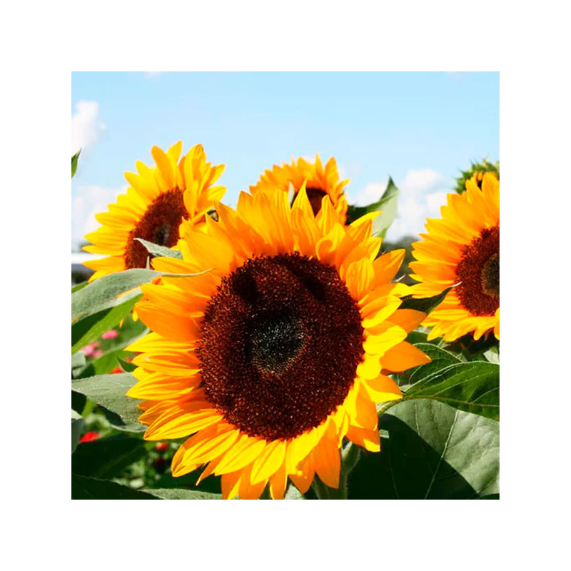 Girasol 5000 Semillas Helianthus annuus x hybrido Rayo de Sol Flor F1 Corte Grofit