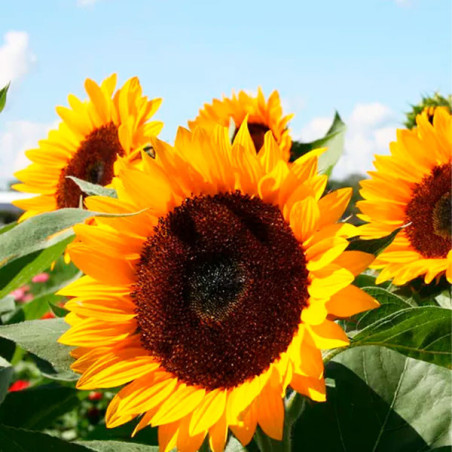  Girasol 5000 Semillas Helianthus annuus x hybrido Rayo de Sol Flor F1 Corte Grofit 713 Girasol 5000 Semillas Helianthus annuus 