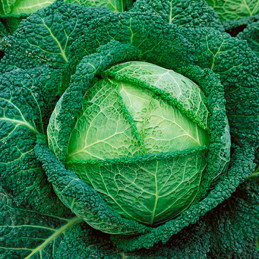  Col Crespa Savoy Perfection 500gr, Semillas de Col Crespa Variedad PSeeds 97.457627 Col Crespa Savoy Perfection 500gr, Semillas