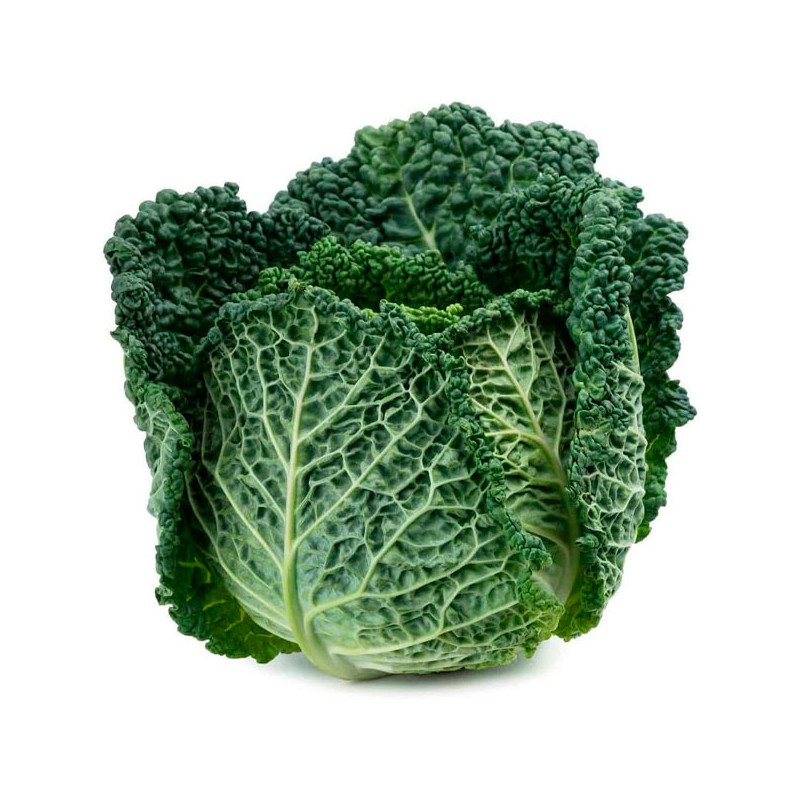 Col Crespa Savoy Perfection 500gr, Semillas de Col Crespa Variedad PSeeds 97.457627 Col Crespa Savoy Perfection 500gr, Semillas Col Crespa Savoy Perfection 500gr, Semillas de Col Crespa Variedad PSeeds 97.457627 Col Crespa Savoy Perfection 500gr, Semillas