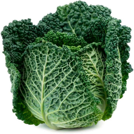  Col Crespa Savoy Perfection 500gr, Semillas de Col Crespa Variedad PSeeds 97.457627 Col Crespa Savoy Perfection 500gr, Semillas