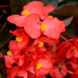  Begonia 100 Semillas interspecific Megawatt Red Bronce Leaf PLT Flor Maceta 74.576271 Begonia 100 Semillas interspecific Megawa