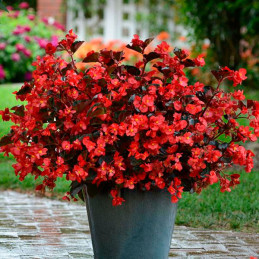 Begonia 100 Semillas interspecific Megawatt Red Bronce Leaf PLT Flor Maceta