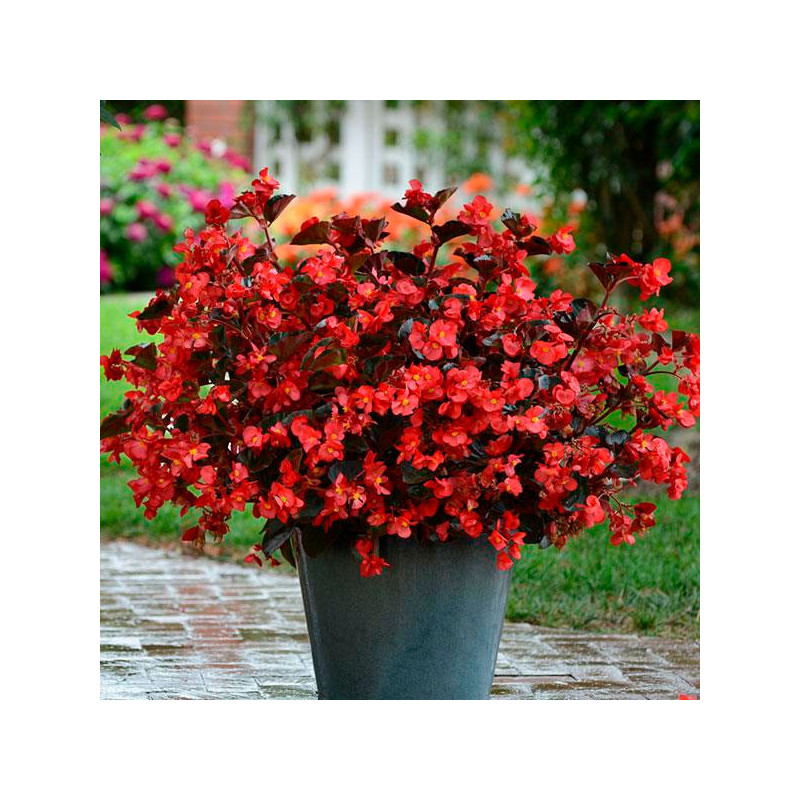  Begonia 100 Semillas interspecific Megawatt Red Bronce Leaf PLT Flor Maceta 74.576271 Begonia 100 Semillas interspecific Megawa