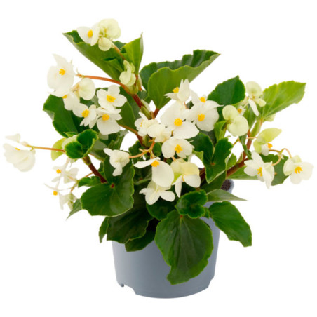  Begonia 100 Semillas interspecific Megawatt White Green Leaf PLT Flor Maceta 74.576271 Begonia 100 Semillas interspecific Megaw