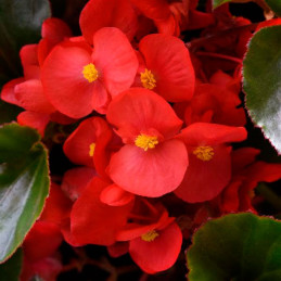 Begonia 100 Semillas Benariensis Whopper Red Green Leaf PLT Flor Maceta