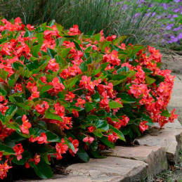  Begonia 100 Semillas Benariensis Megawatt Red Green Leaf PLT Flor Maceta 74.576271 Begonia 100 Semillas Benariensis Megawatt Re