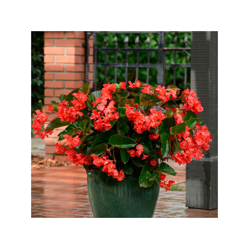  Begonia 100 Semillas Benariensis Megawatt Red Green Leaf PLT Flor Maceta 74.576271 Begonia 100 Semillas Benariensis Megawatt Re