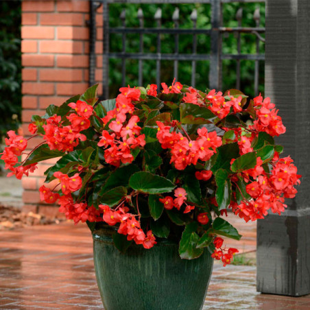  Begonia 100 Semillas Benariensis Megawatt Red Green Leaf PLT Flor Maceta 74.576271 Begonia 100 Semillas Benariensis Megawatt Re